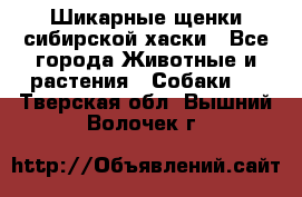 Шикарные щенки сибирской хаски - Все города Животные и растения » Собаки   . Тверская обл.,Вышний Волочек г.